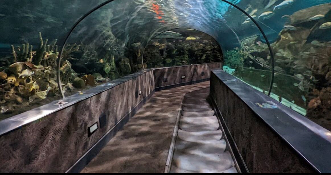 Picture of Ripley's Aquarium of the Smokies