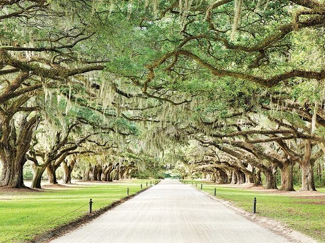 Picture of Boone Hall Plantation & Gardens Tour