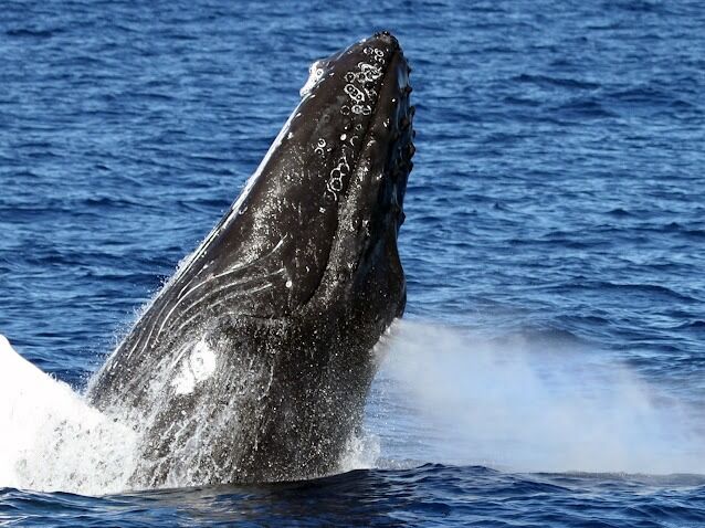 Picture of Wild Side Specialty Tours