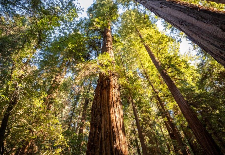 Picture of Henry Cowell State Park