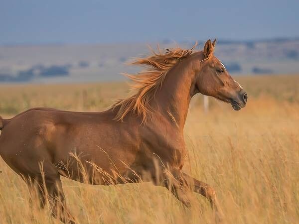Picture of Książ Stallion Herd