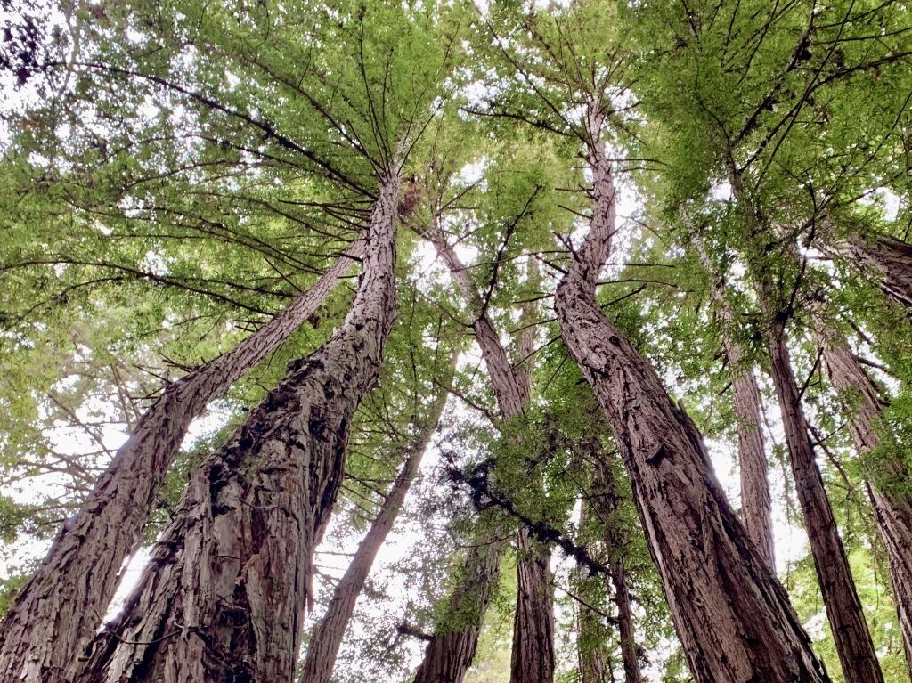 Picture of Hike Nisene Marks State Park