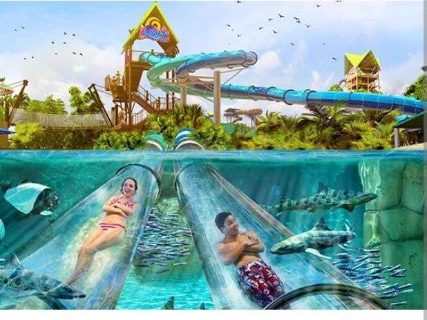 Picture of Aquatica Orlando