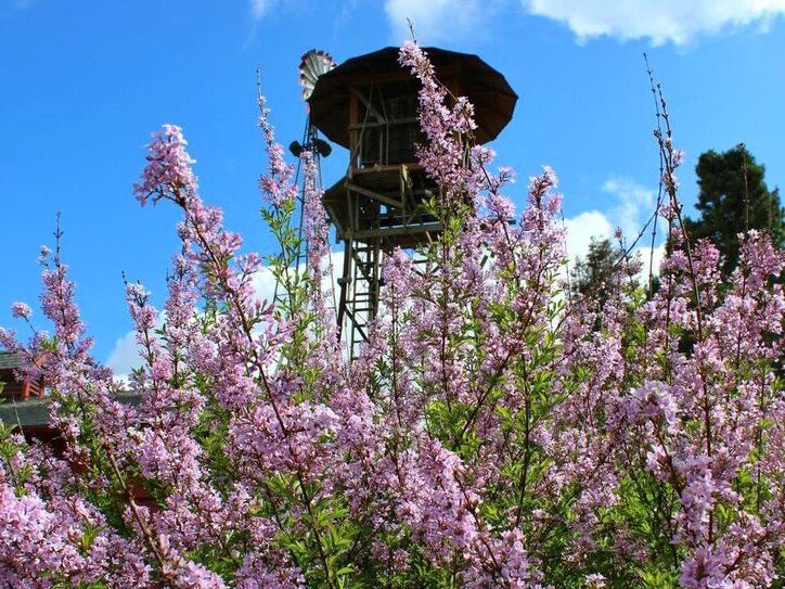 Picture of Lilac Gardens-Hulda Klager