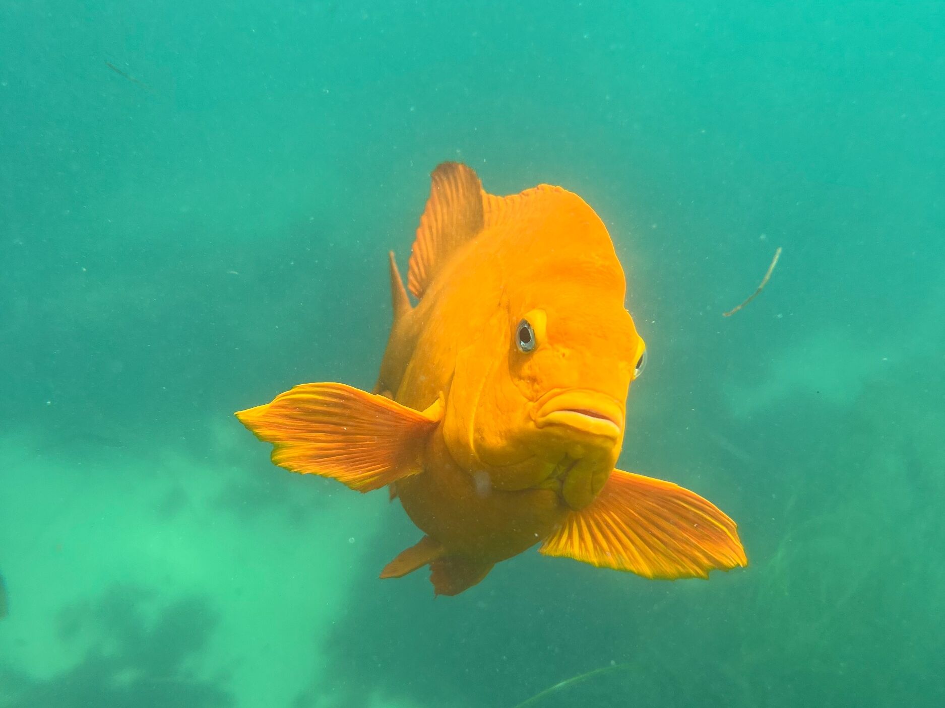 Picture of Snorkel San Diego
