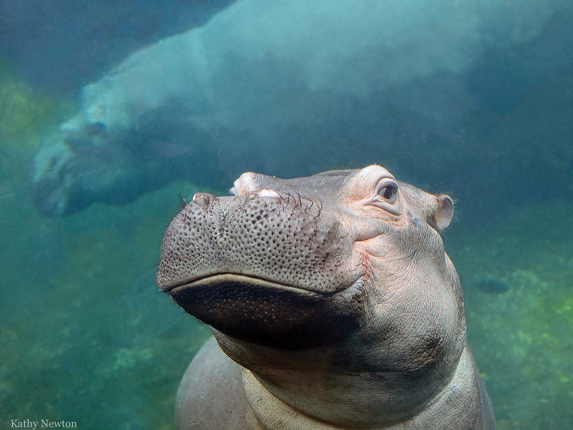 Picture of Cincinnati Zoo & Botanical Gardens
