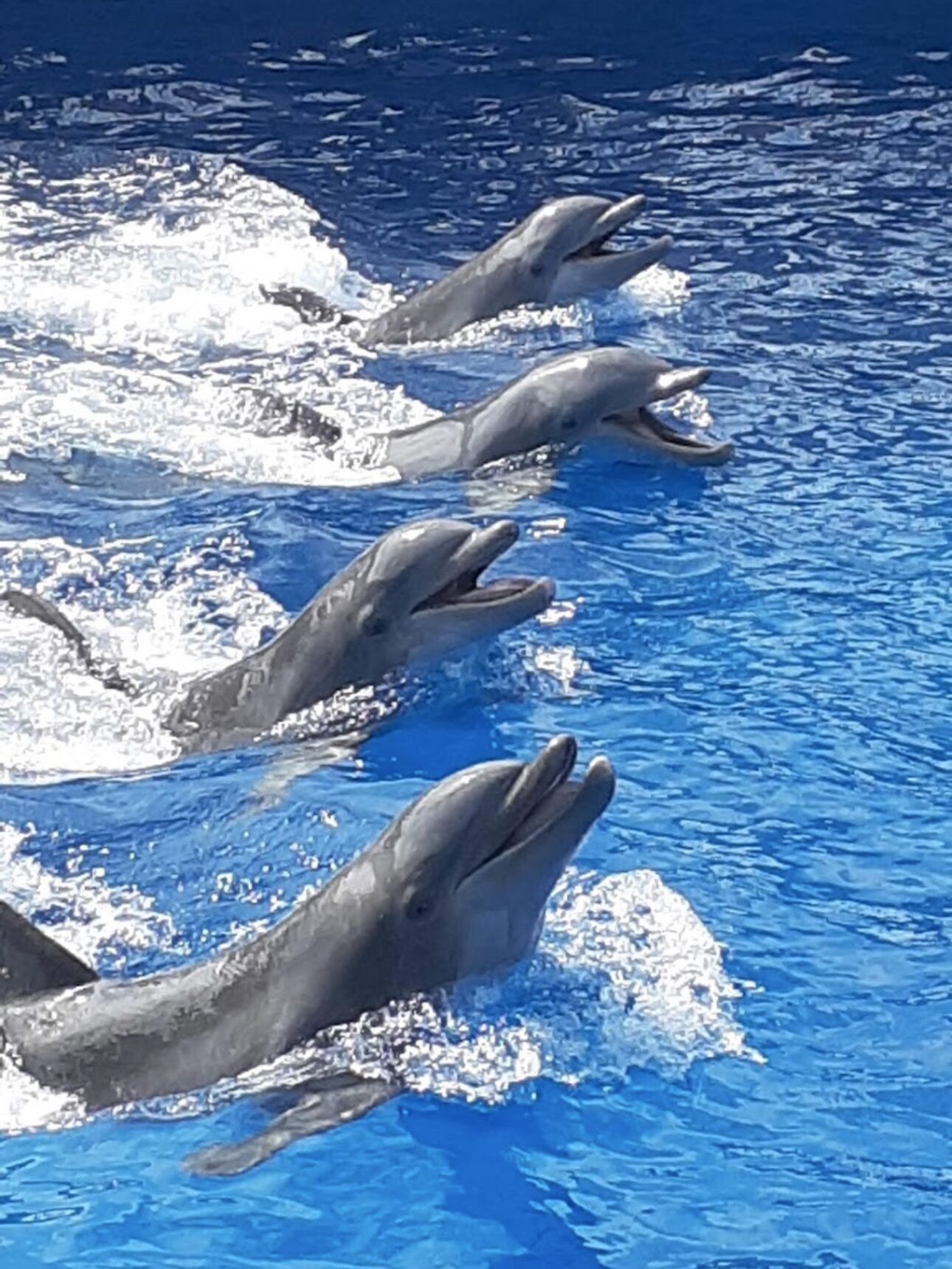 Picture of Gulfarium Marine Adventure Park