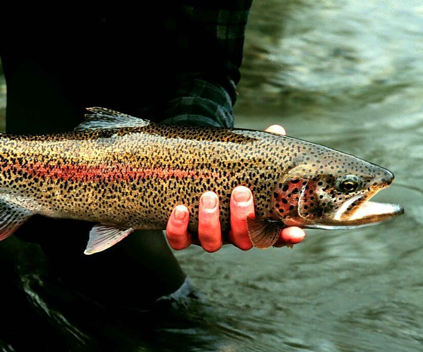 Picture of Markin' Fish Charter