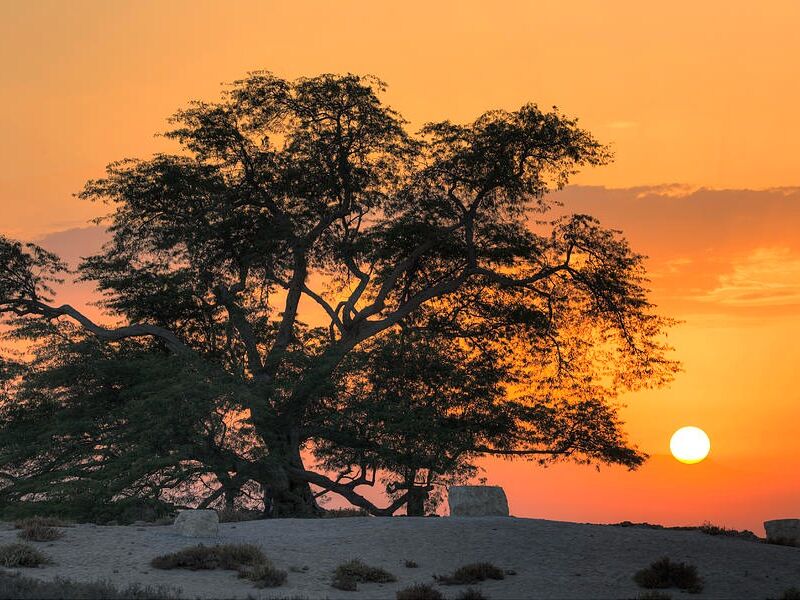 Picture of Tree of Life