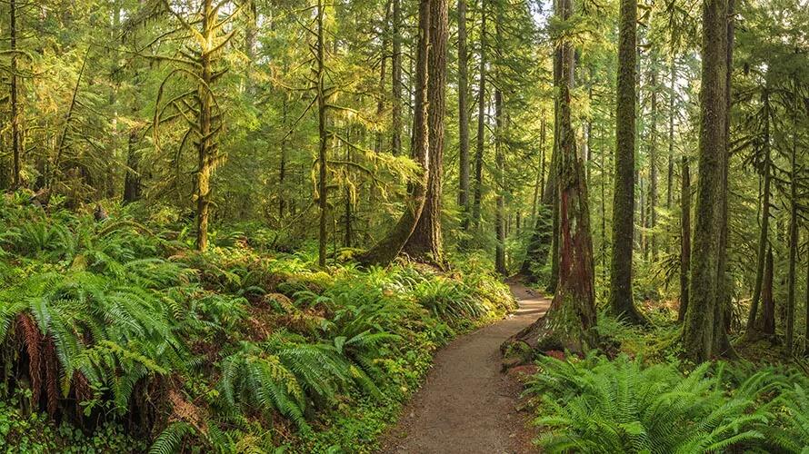 Picture of Best trails in Bainbridge Island