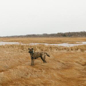 Gallery Photo 11