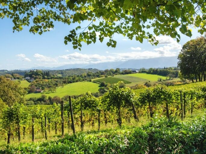 Picture of Winery in Jurancon