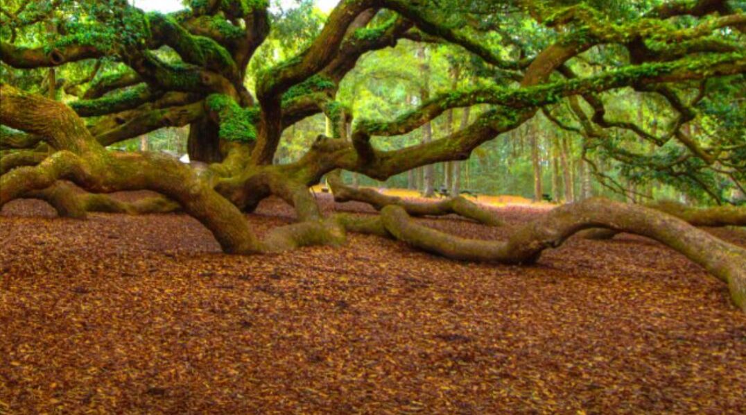 Picture of Angel Oak Tree