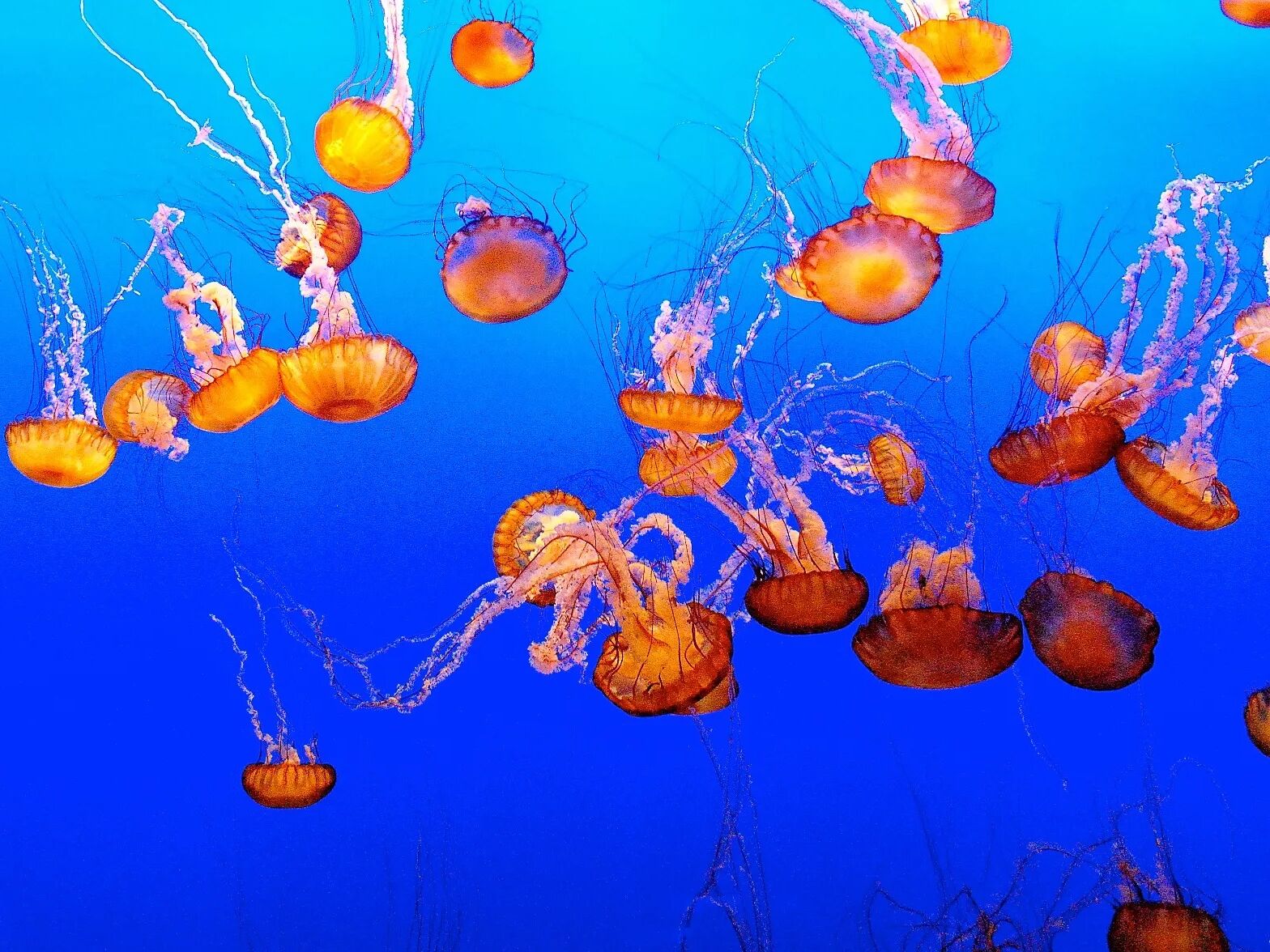 Picture of Monterey Bay Aquarium