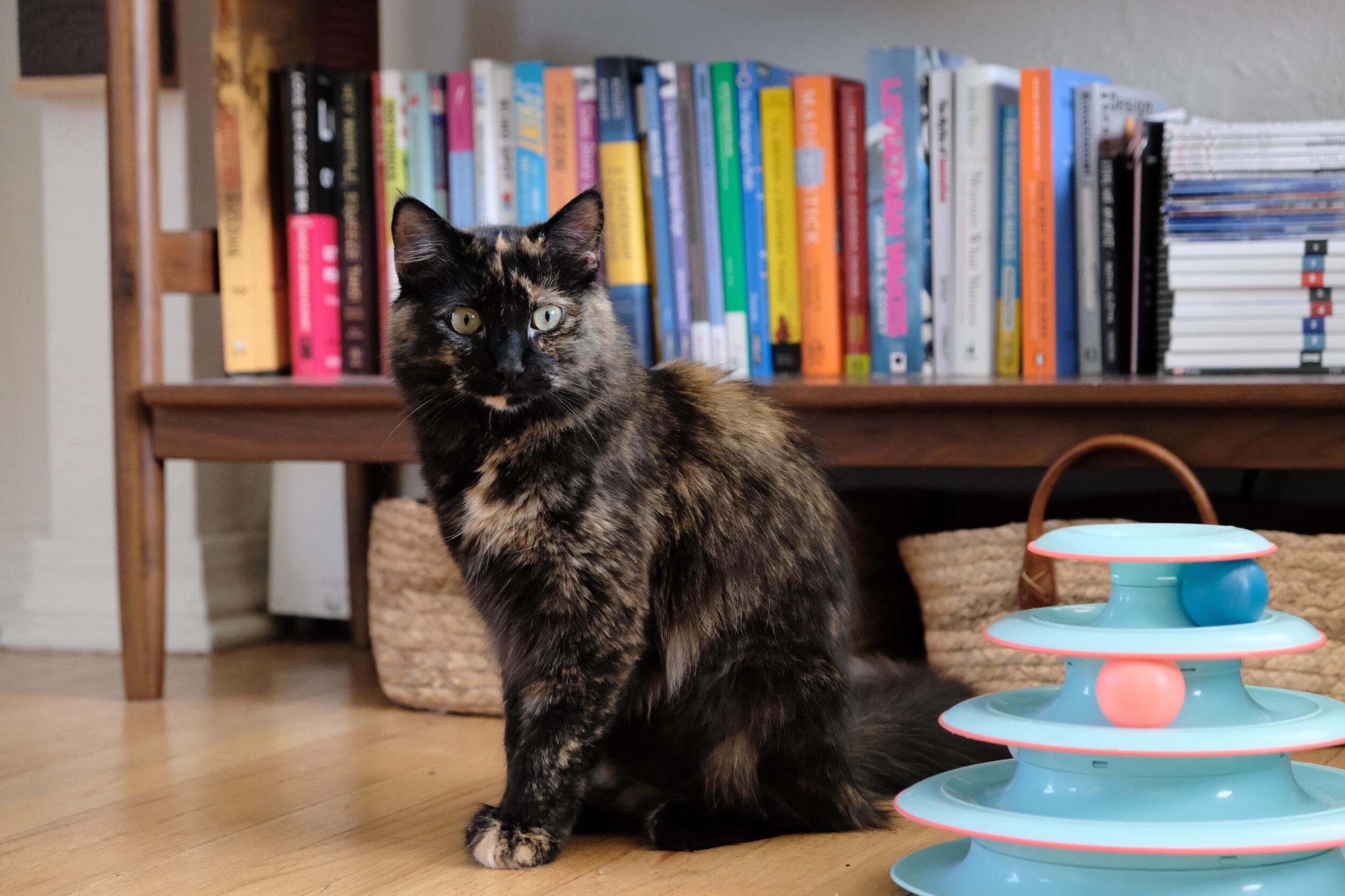 Nova becomes a member of our family and while beautiful and petite, brings a little bit of a sassy side to our life.