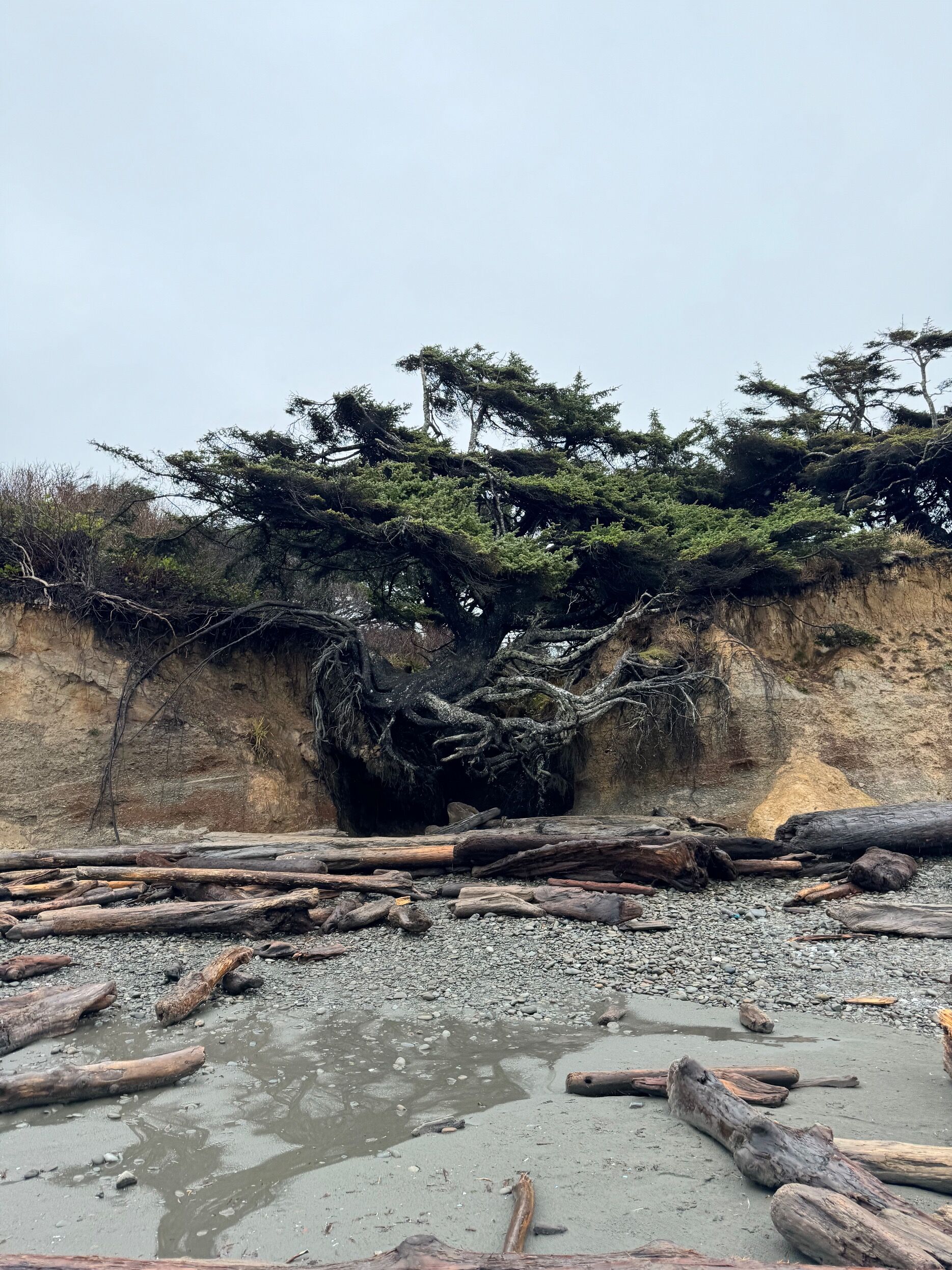 Picture of Tree of Life