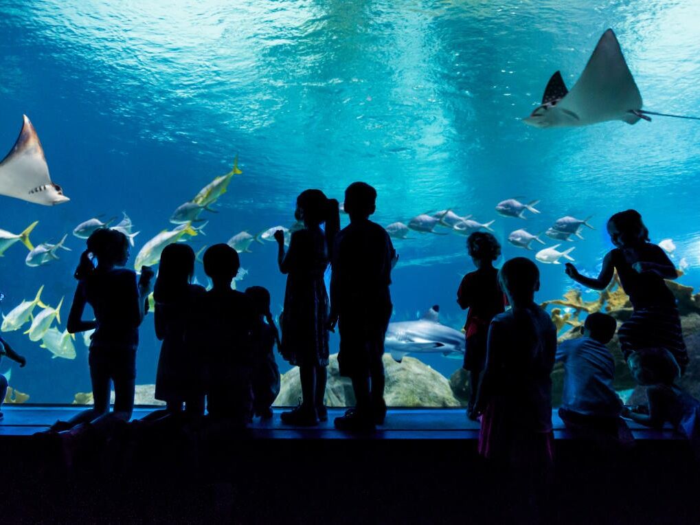 Picture of OdySea Aquarium