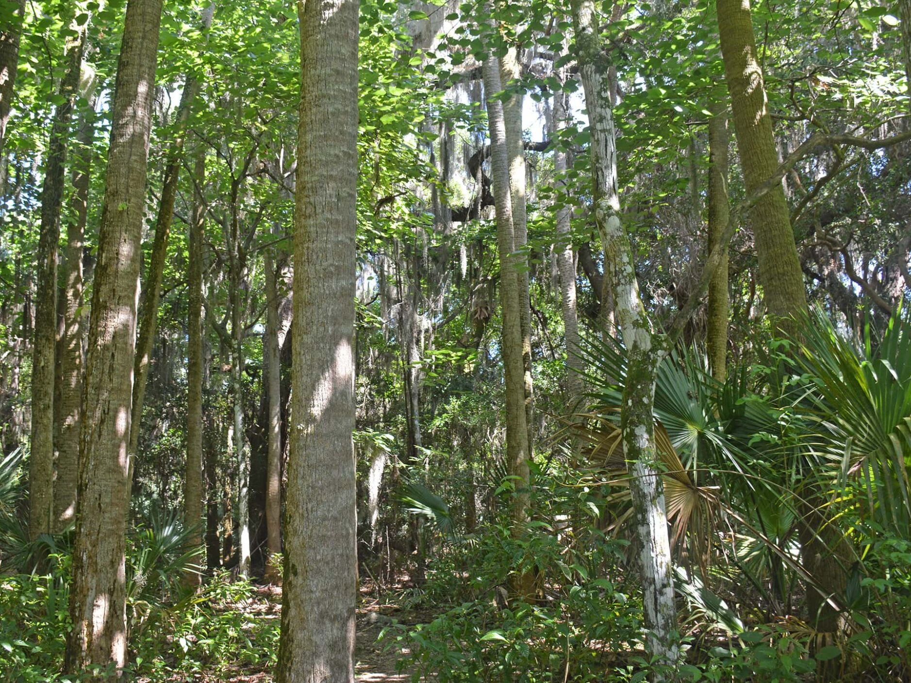 Picture of Oak and Palm Hammock Trail