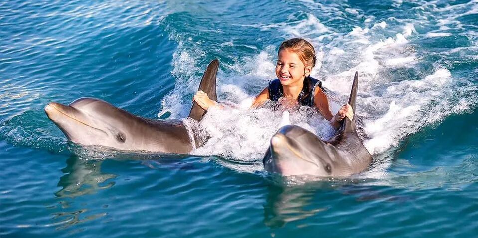 Picture of Swim With Dolphins