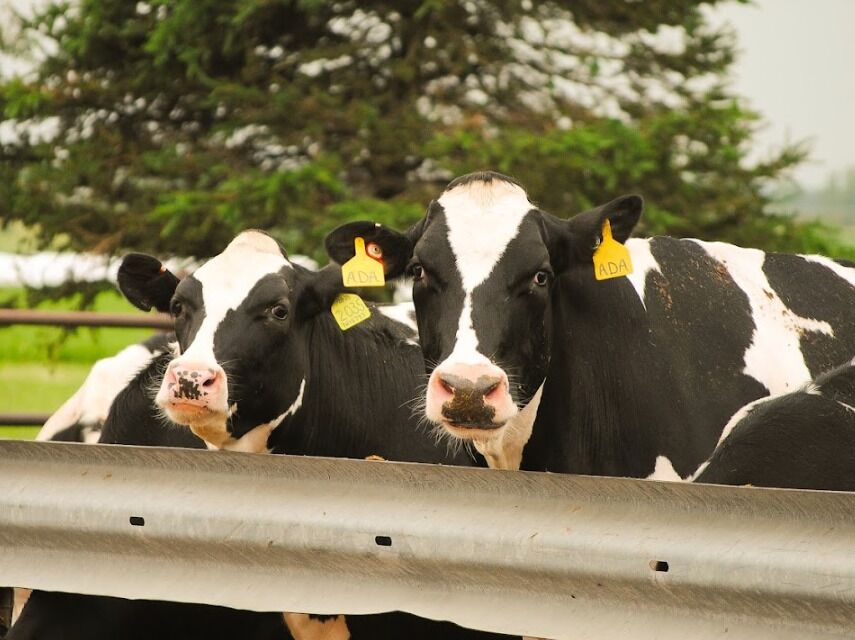 Picture of Tours & Tastings at Redhead Creamery