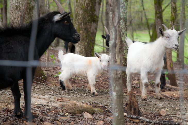 Playful Farm Wedding Guests