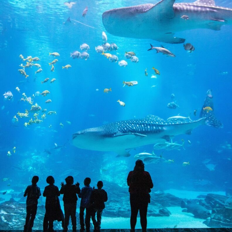 Picture of Georgia Aquarium