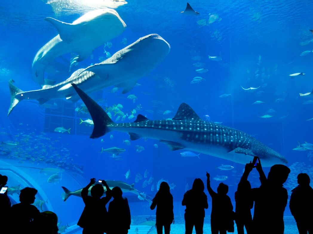 Picture of Shedd Aquarium