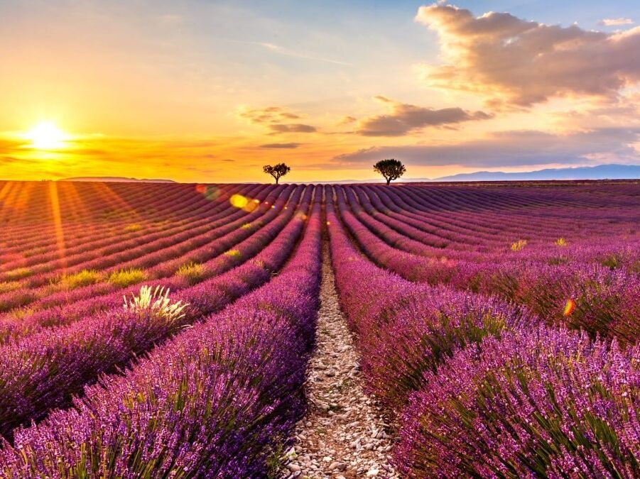 Picture of Plateau de Valensole