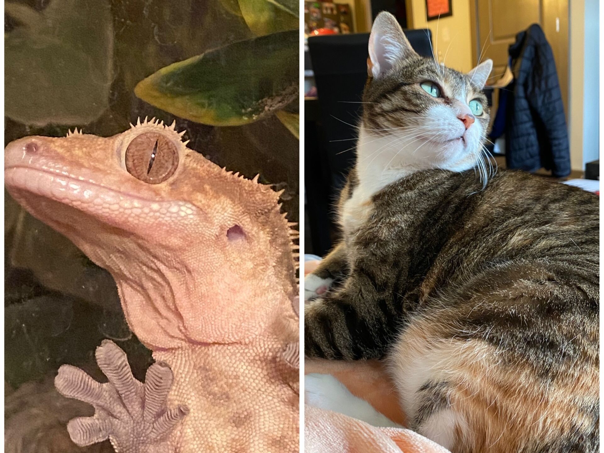 Picture of Meet  Our Pets