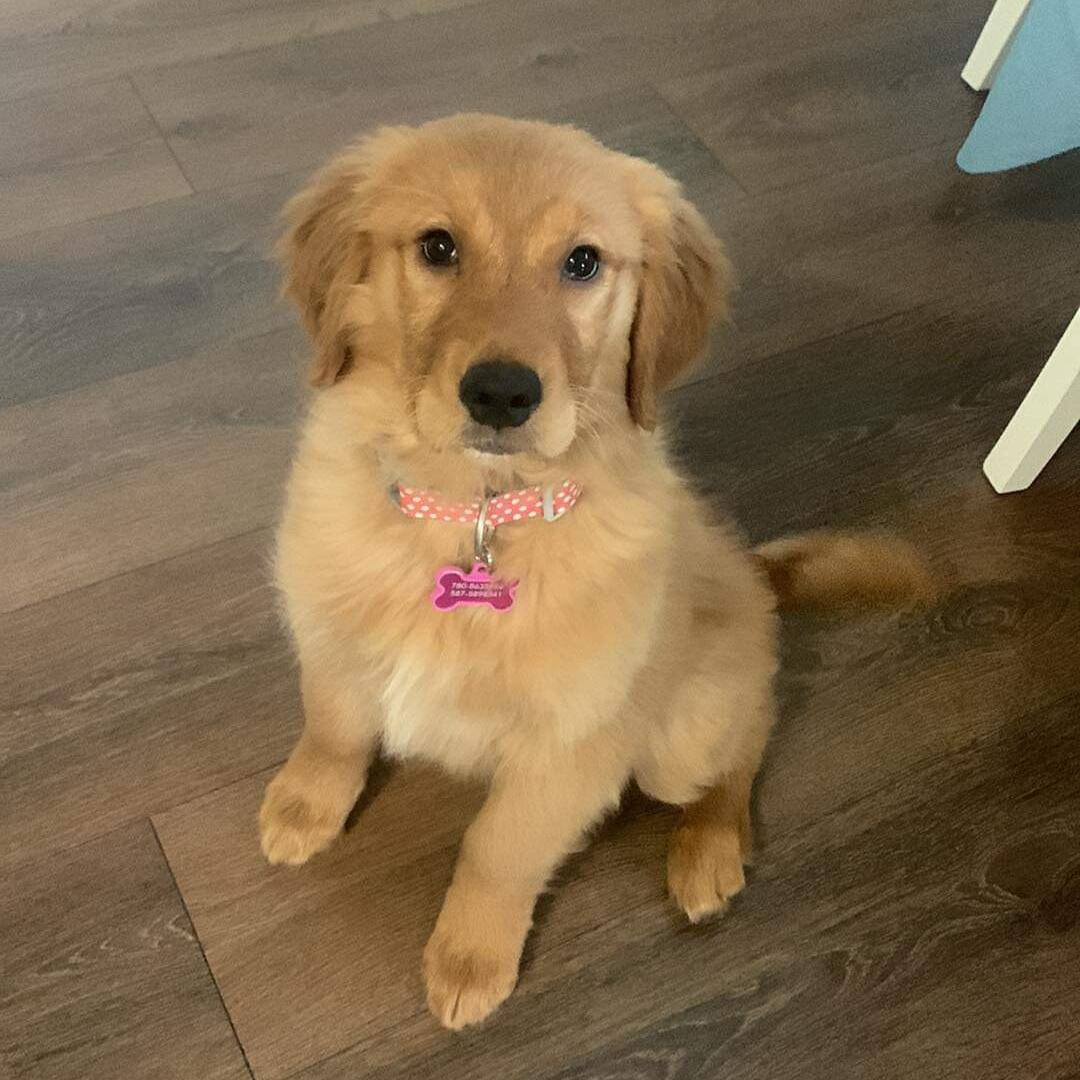 Picture of Our Angel Bear 