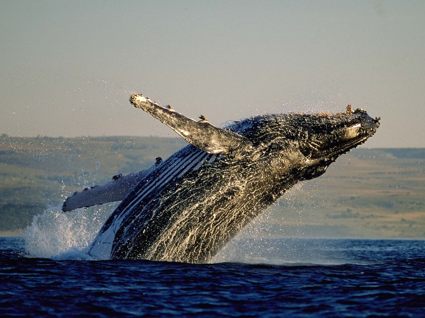 Picture of Whale watching Cape Town