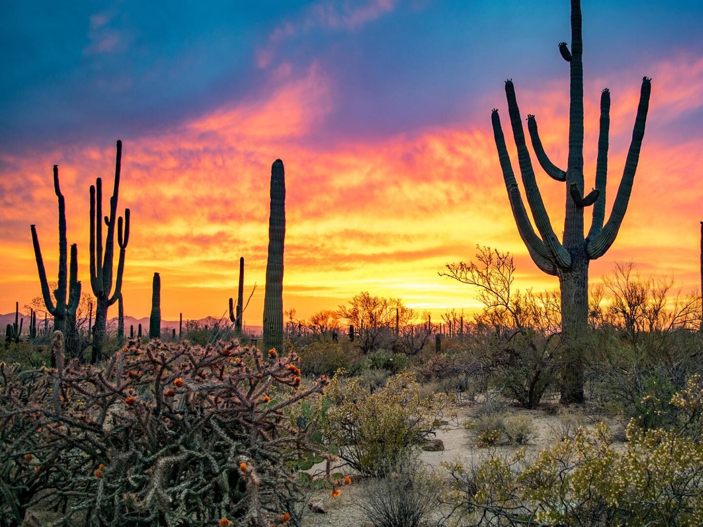 Picture of Parque Nacional Saguaro
