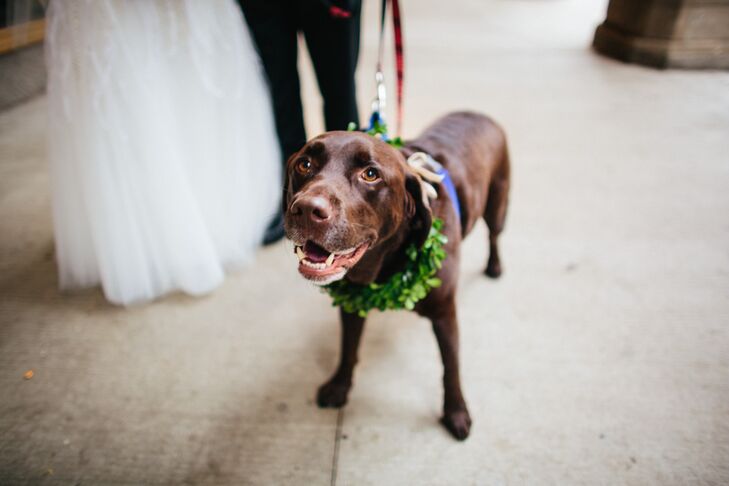Wedding Dog with Green Garland