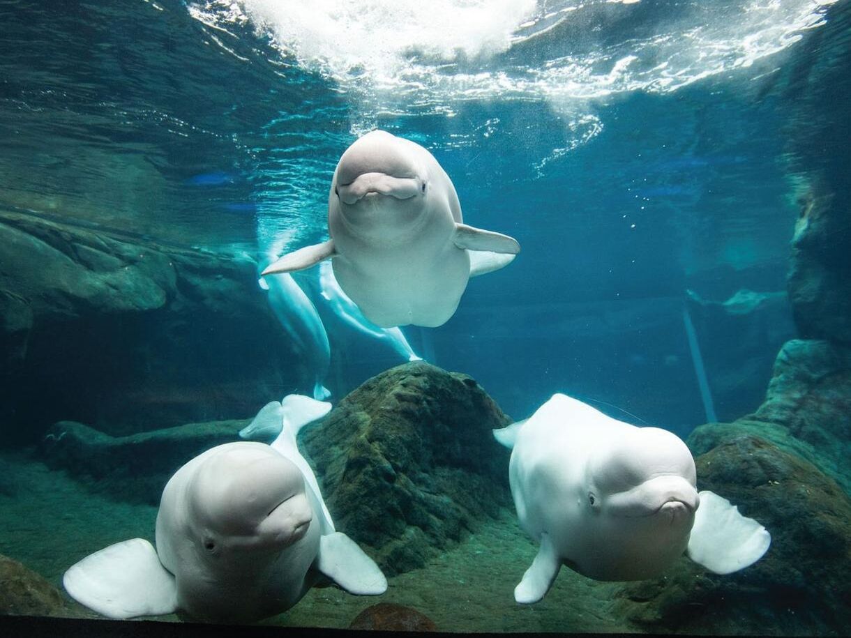 Picture of Georgia Aquarium