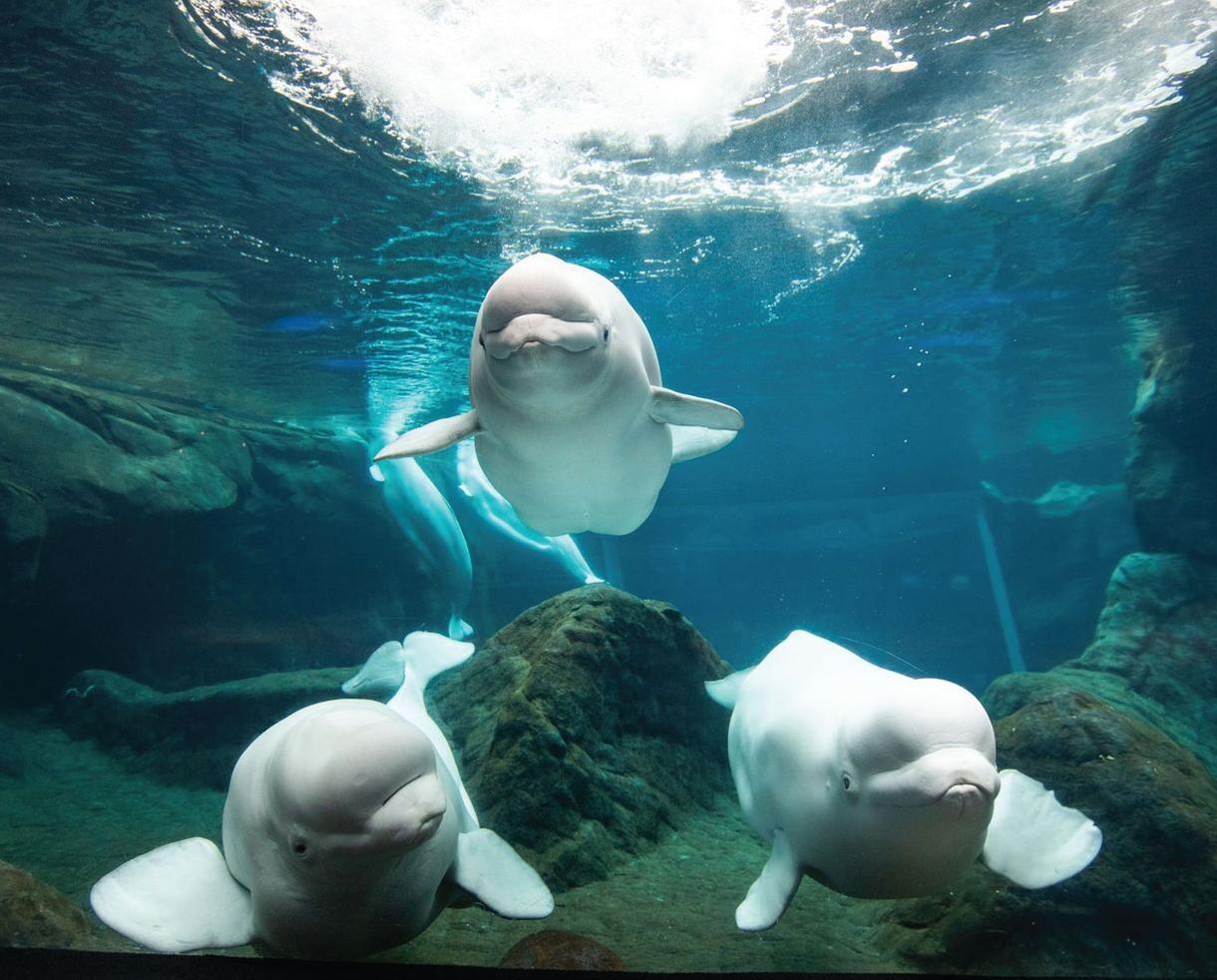 Picture of Georgia Aquarium
