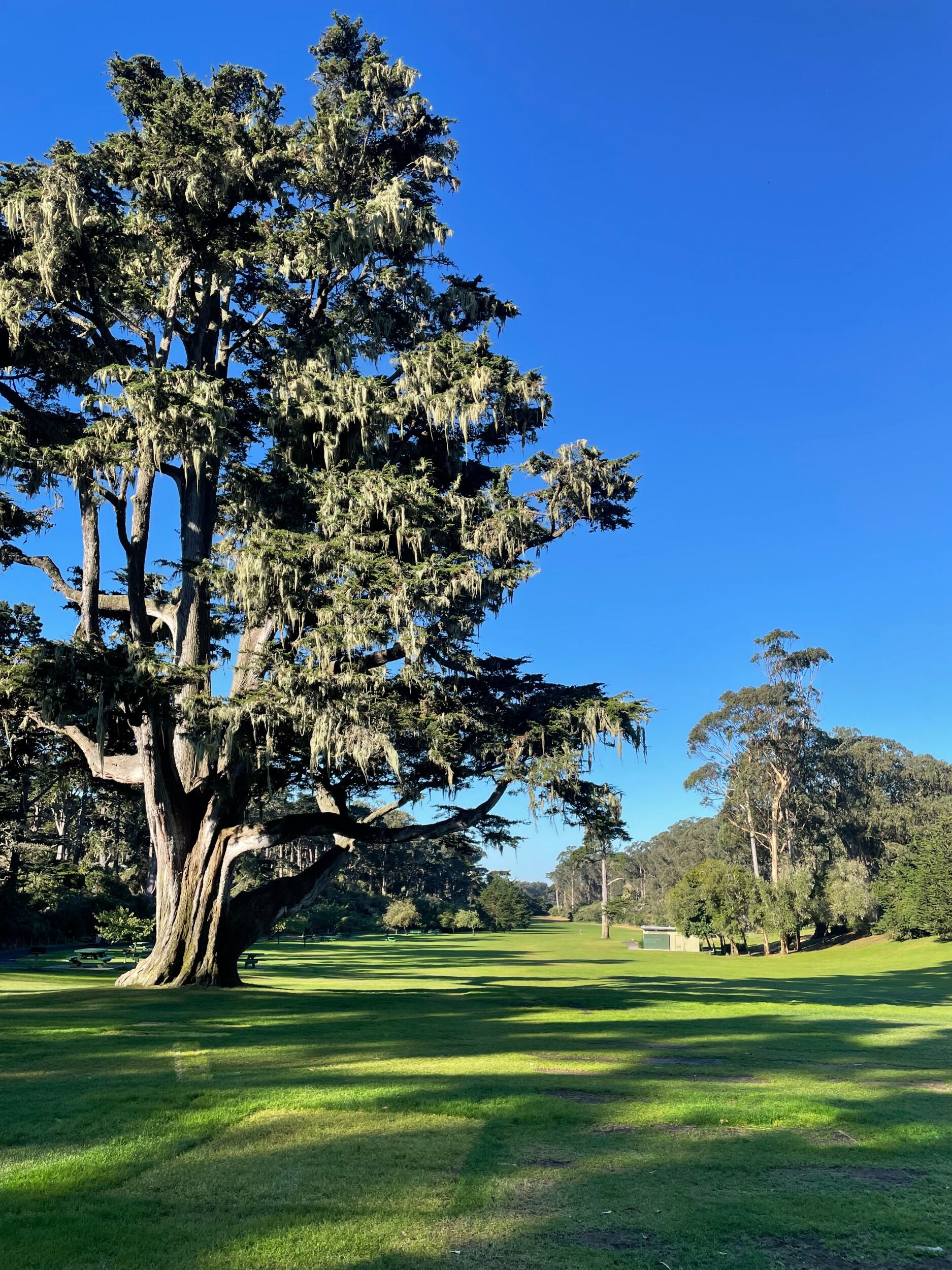 Picture of Golden Gate Park