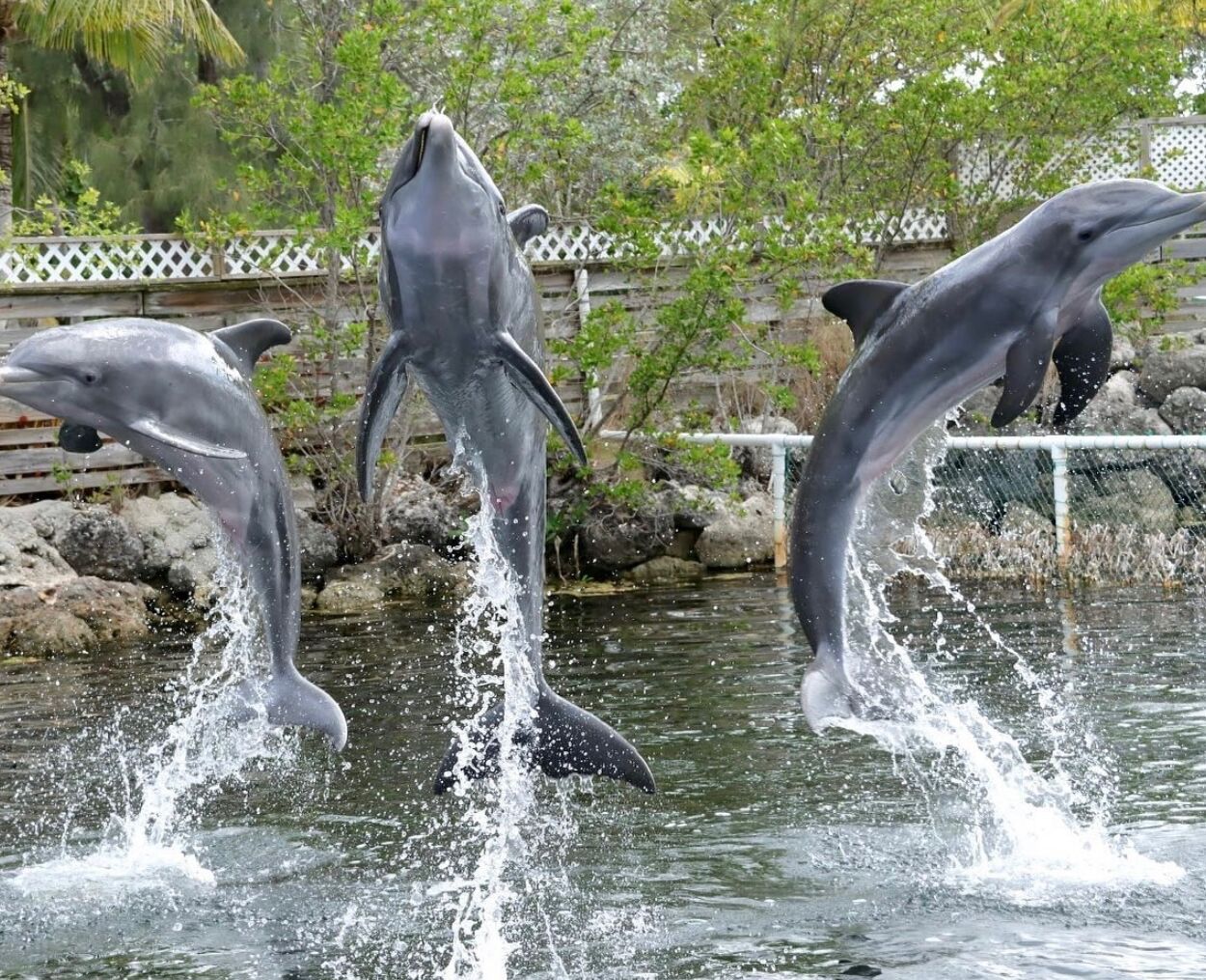 Picture of Swim With Dolphins - Dolphins Plus