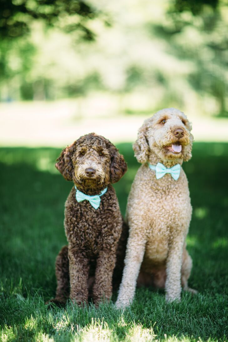 The couple's adorable goldendoodles wore light blue bow ties for their owners' wedding.