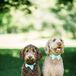 The couple's adorable goldendoodles wore light blue bow ties for their owners' wedding.