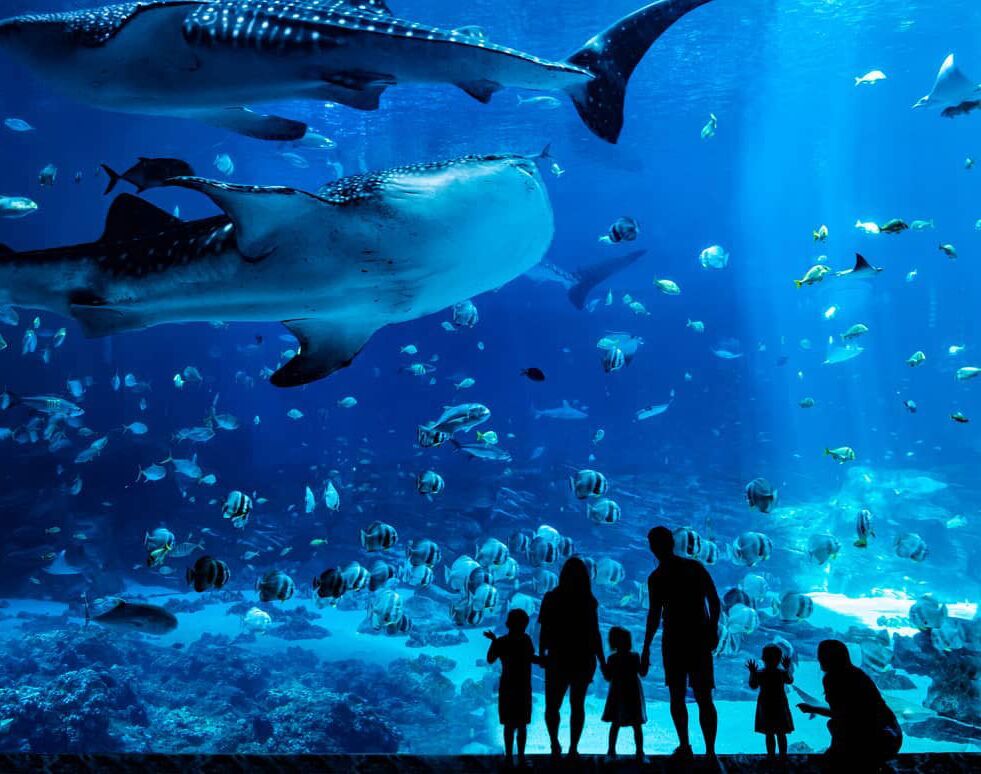 Picture of Georgia Aquarium