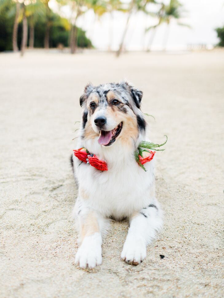 Dog with Red Rose-Accented Collar