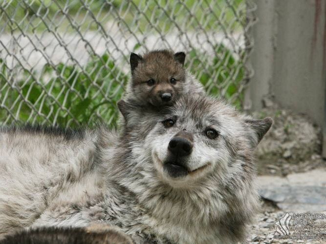 Picture of Northern Lights Wildlife Wolf Centre