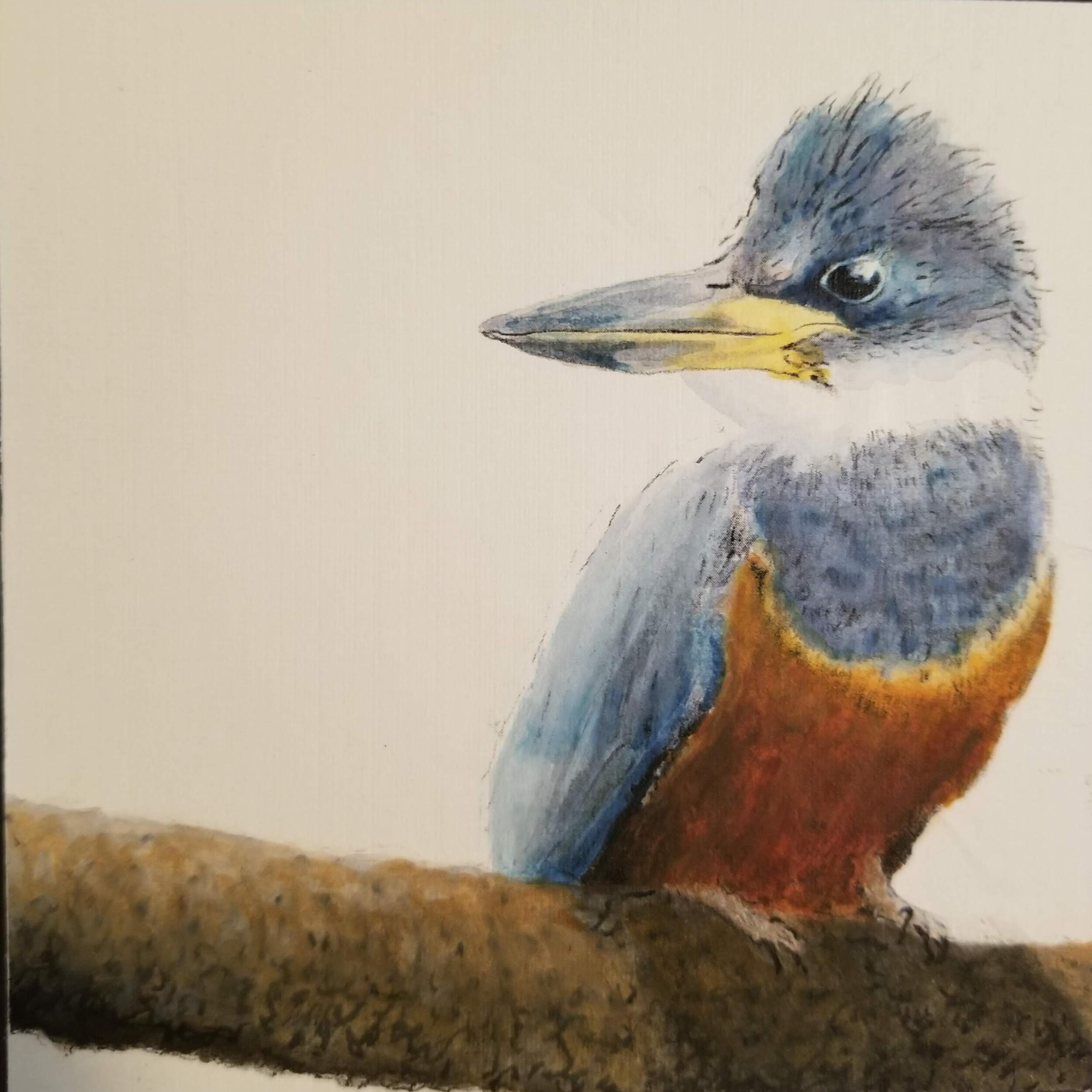 Picture of Steve Walker | Table 14 Ringed Kingfisher