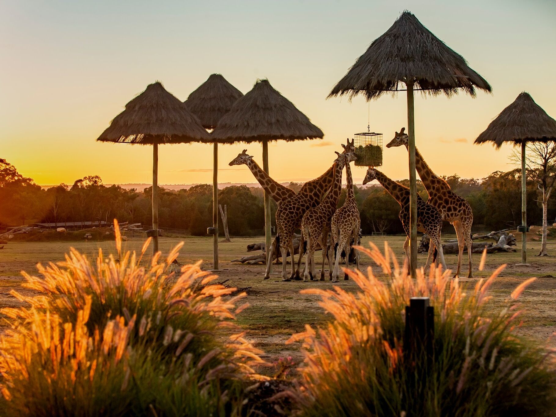 Picture of Taronga Western Plains Zoo