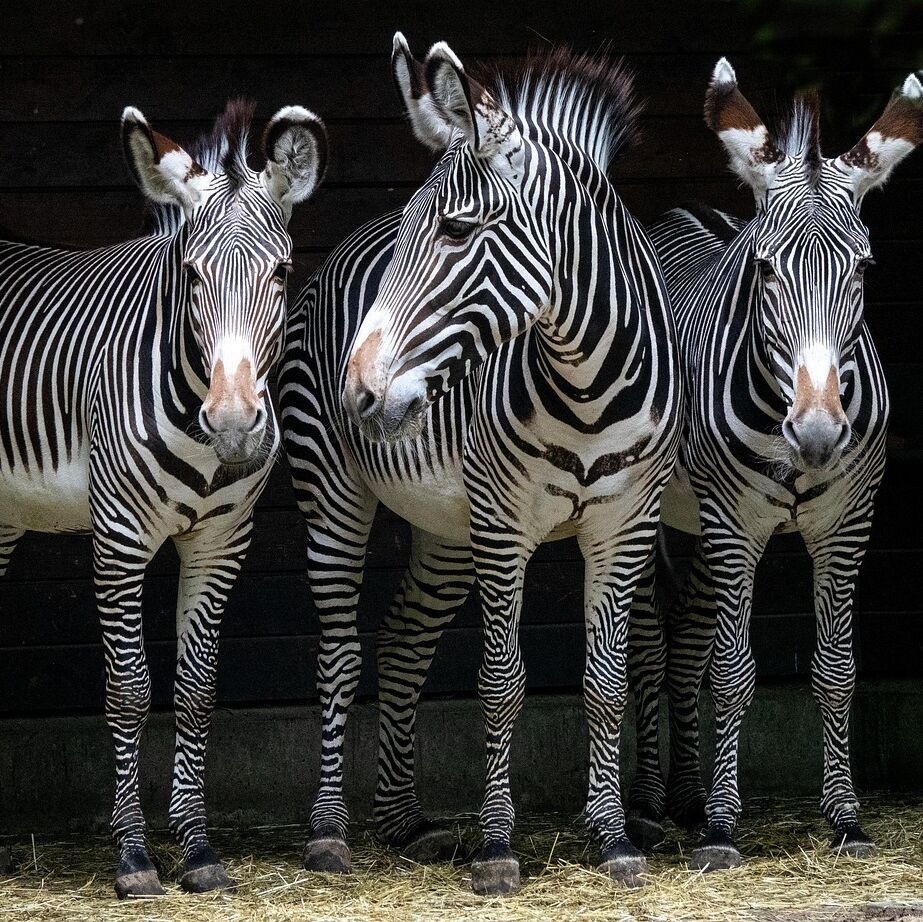 Picture of Lehigh Valley Zoo