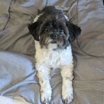 Gizmo