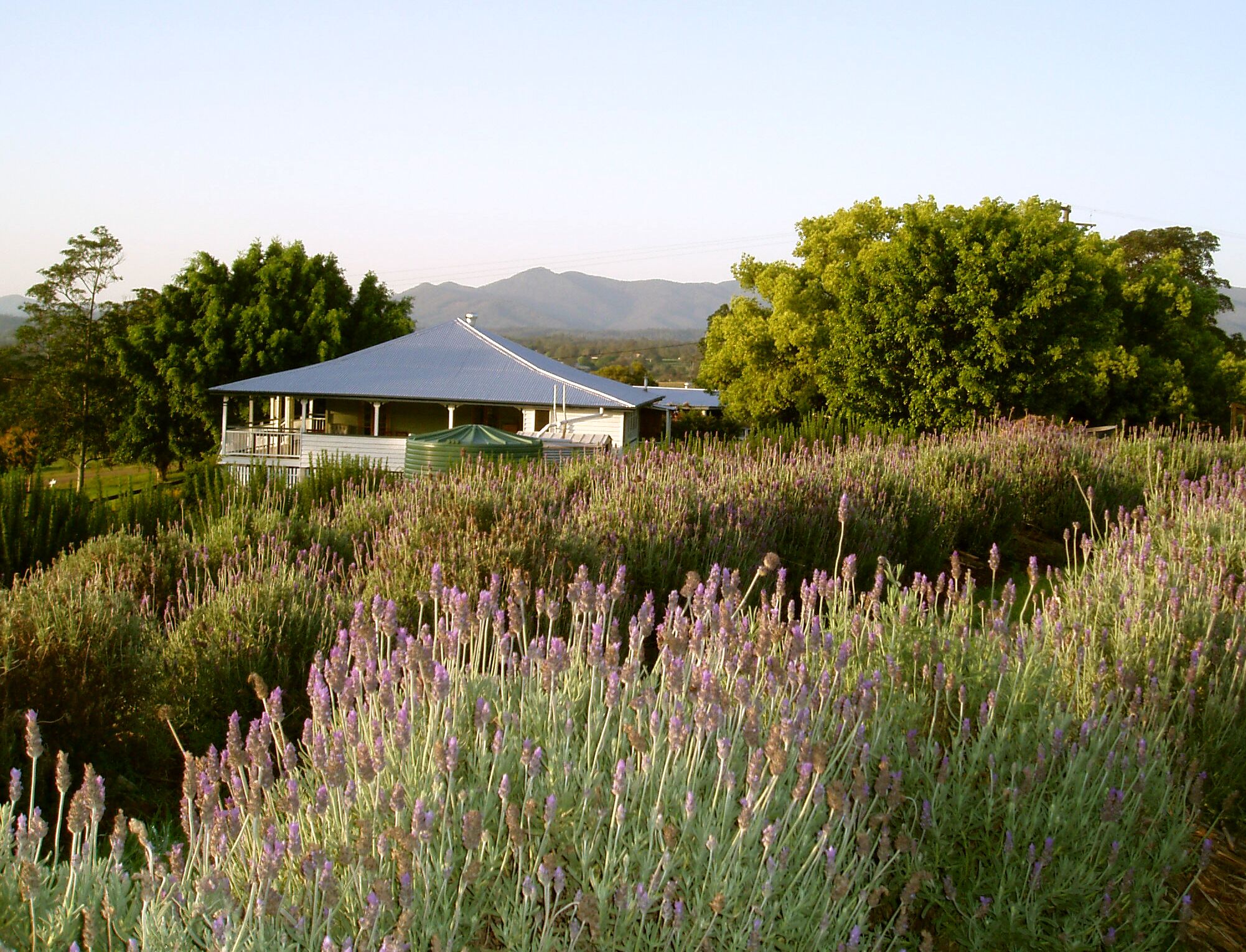 Picture of Blue Ridge Lavender Cottage