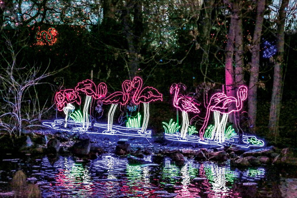 Picture of Denver Zoo - Zoo Lights