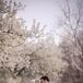 Newlyweds with Philadelphia Cherry Blossoms