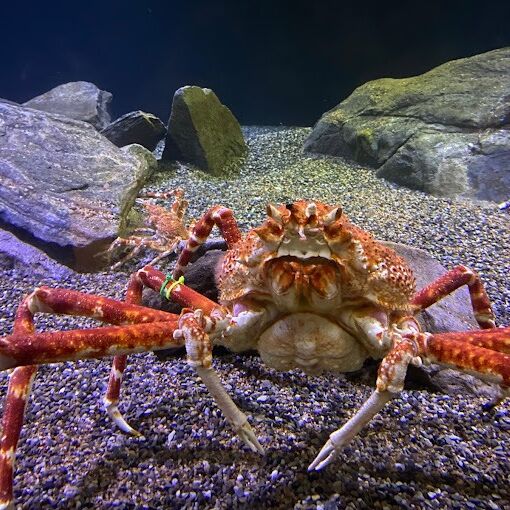 Picture of Mystic Aquarium